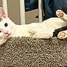 Lumi joined the competition — help win amazing prizes! animal, black_markings, carpet, cat, cat_tree, chair, feline, home, indoor, looking_at_camera, lounging, lying_down, paw_pads, pet, pink_paws, playful, portrait, relaxed, upside_down, white_cat