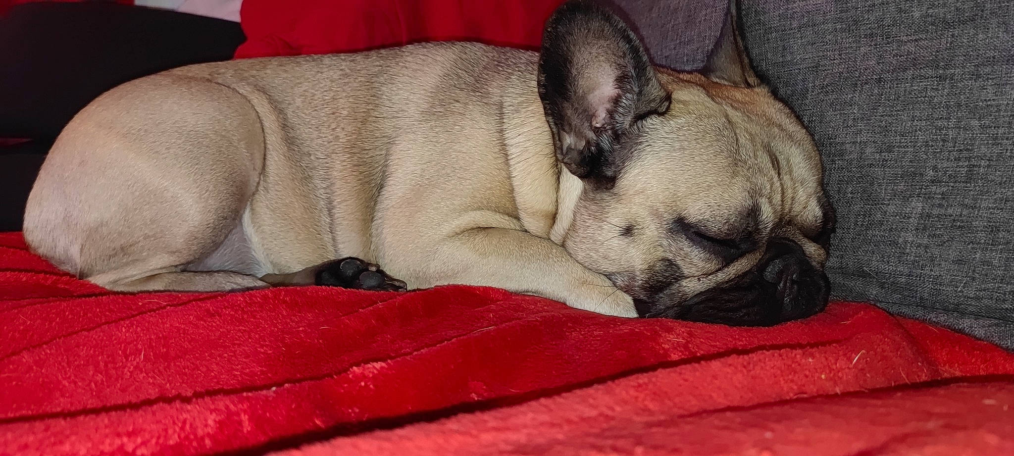 Pinky participe au concours pour gagner de l'argent avec cette photo : bored, bulldog, canidae, carmine, carnivore, comfort, companion_dog, dog, dog_breed, fawn, french_bulldog, grey, linens, nap, snout, sporting_group, terrestrial_animal, toy_dog, whiskers, wrinkle