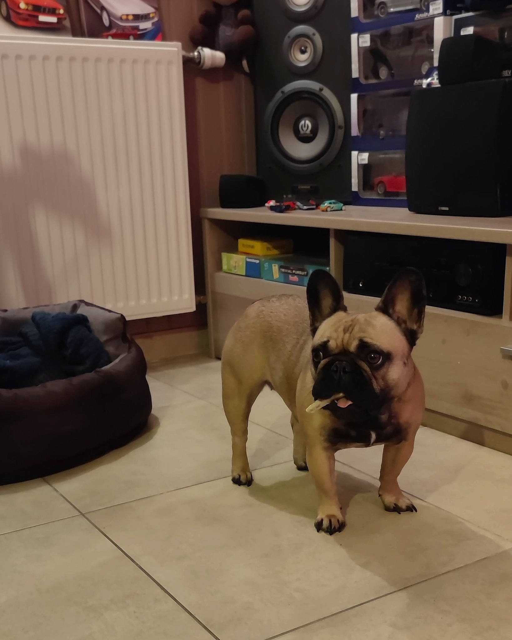 Pinky a rejoint le concours — aidez-le/la à gagner de superbes lots ! bag, bean_bag, bean_bag_chair, bulldog, carnivore, comfort, companion_dog, dog, dog_breed, fawn, flooring, french_bulldog, luggage_and_bags, snout, sporting_group, studio_monitor, toy_dog, whiskers, working_animal, wrinkle