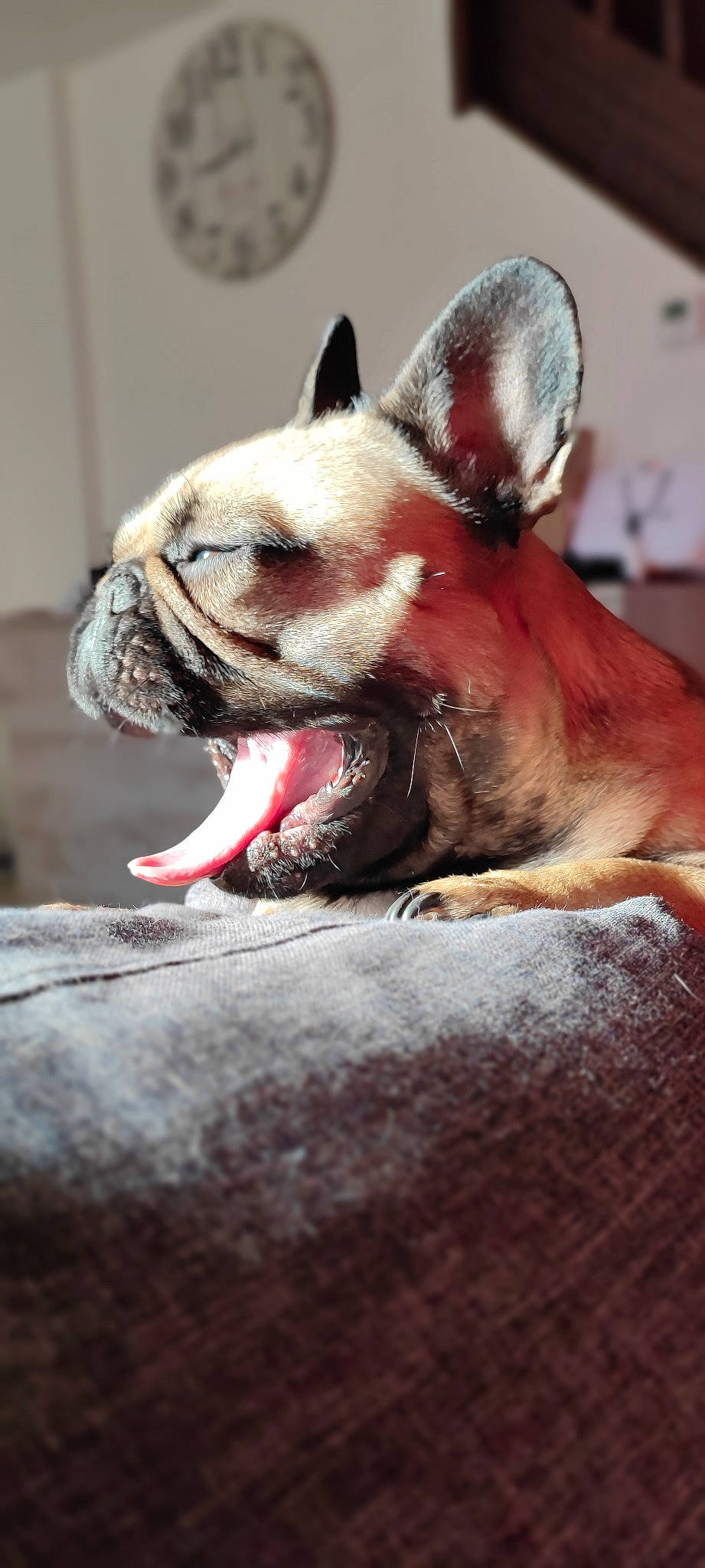 Pinky participe au concours pour gagner de l'argent avec cette photo : boston_terrier, bulldog, canidae, carmine, carnivore, companion_dog, dog, dog_breed, ear, fawn, human_body, jaw, paw, snout, sporting_group, terrestrial_animal, toy_dog, whiskers, working_animal, wrinkle