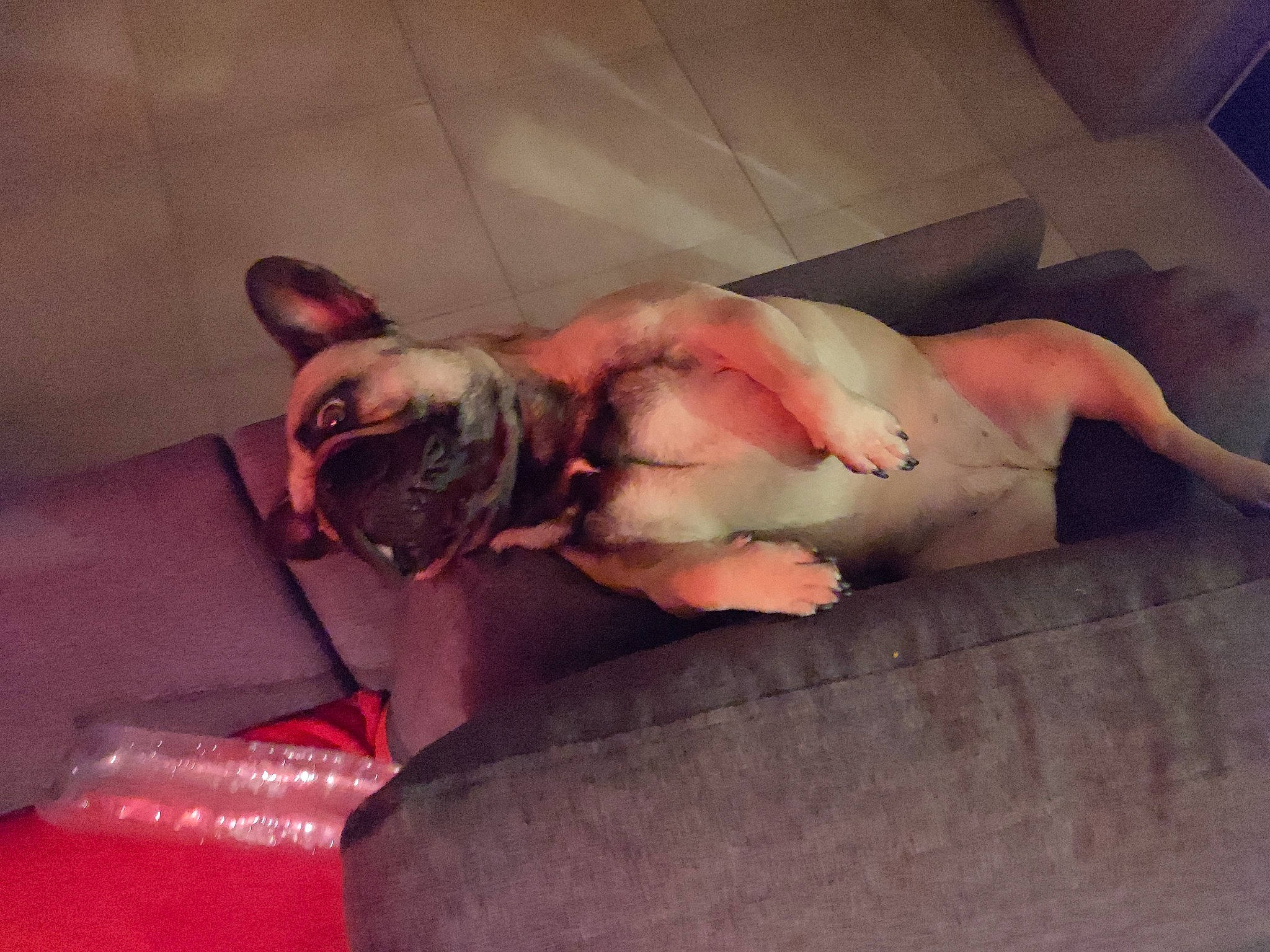 Pinky a rejoint le concours — aidez-le/la à gagner de superbes lots ! abdomen, barechested, bed, chest, comfort, companion_dog, couch, elbow, foot, fun, human_leg, knee, lap, linens, mouth, room, sitting, tattoo, thigh, trunk