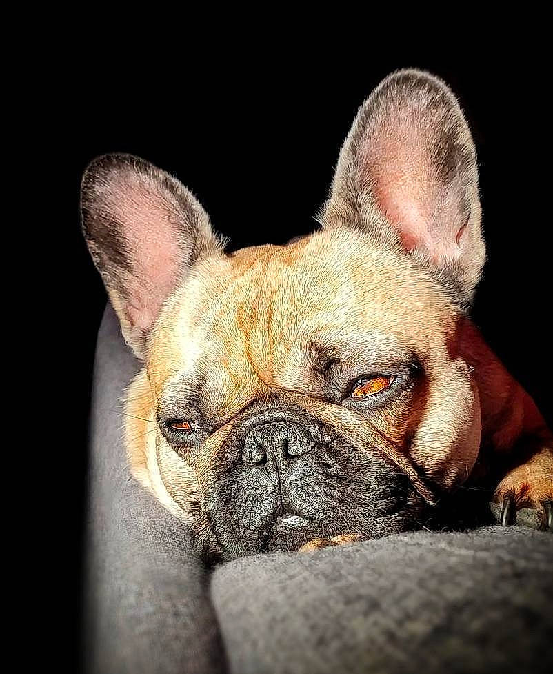 Pinky participe au concours pour gagner de l'argent avec cette photo : art, bulldog, canidae, carnivore, close_up, comfort, companion_dog, dog, dog_breed, ear, fawn, french_bulldog, holiday, non_sporting_group, snout, terrestrial_animal, toy_dog, whiskers, wrinkle