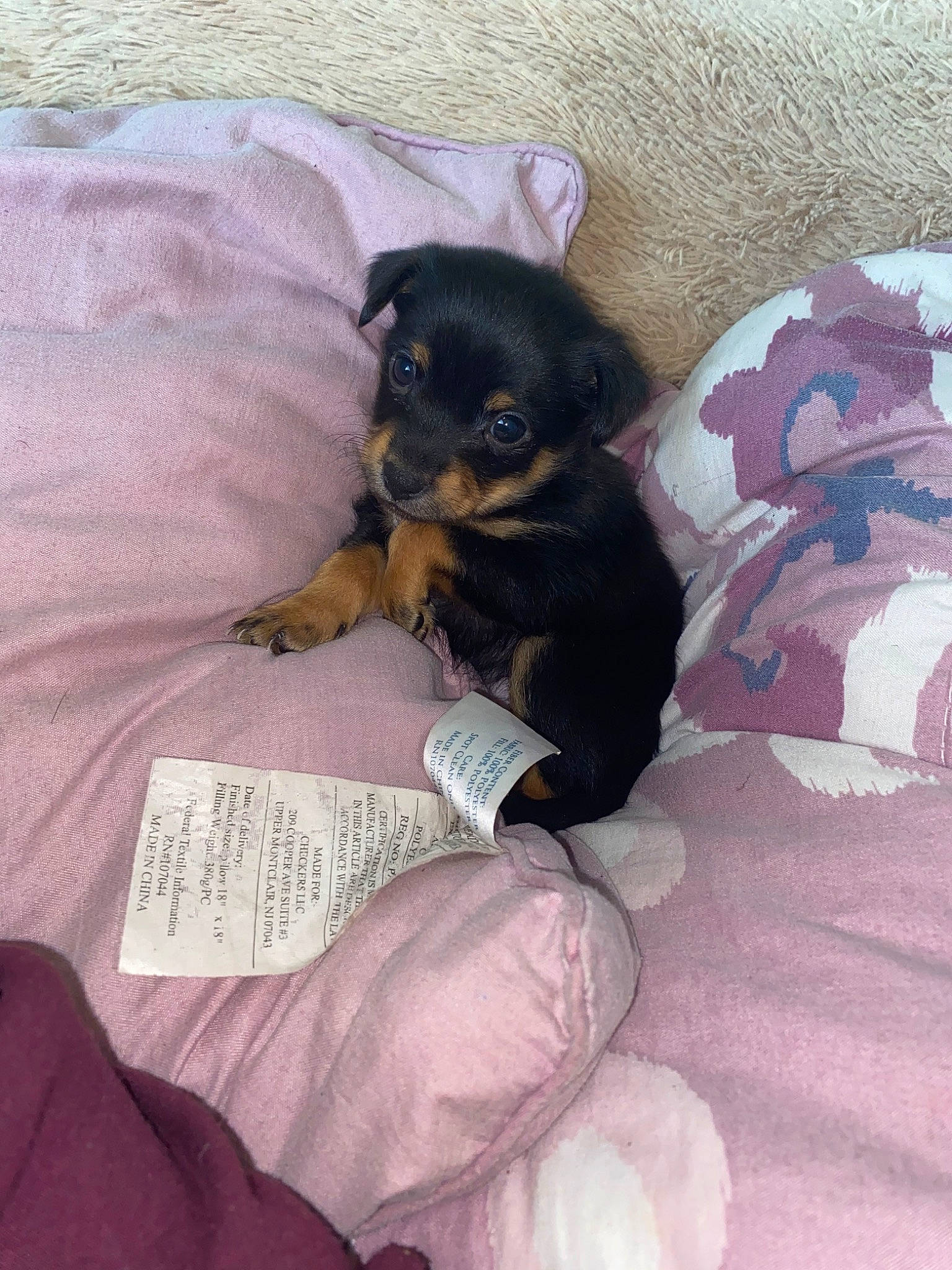 Dior is registered to the contest to win money with this photo: canidae, carlin_pinscher, carnivore, companion_dog, dog, dog_breed, jagdterrier, mammal, miniature_pinscher, pinscher, puppy, rottweiler, small_terrier, terrier, toy_dog, vertebrate, yorkipoo, yorkshire_terrier