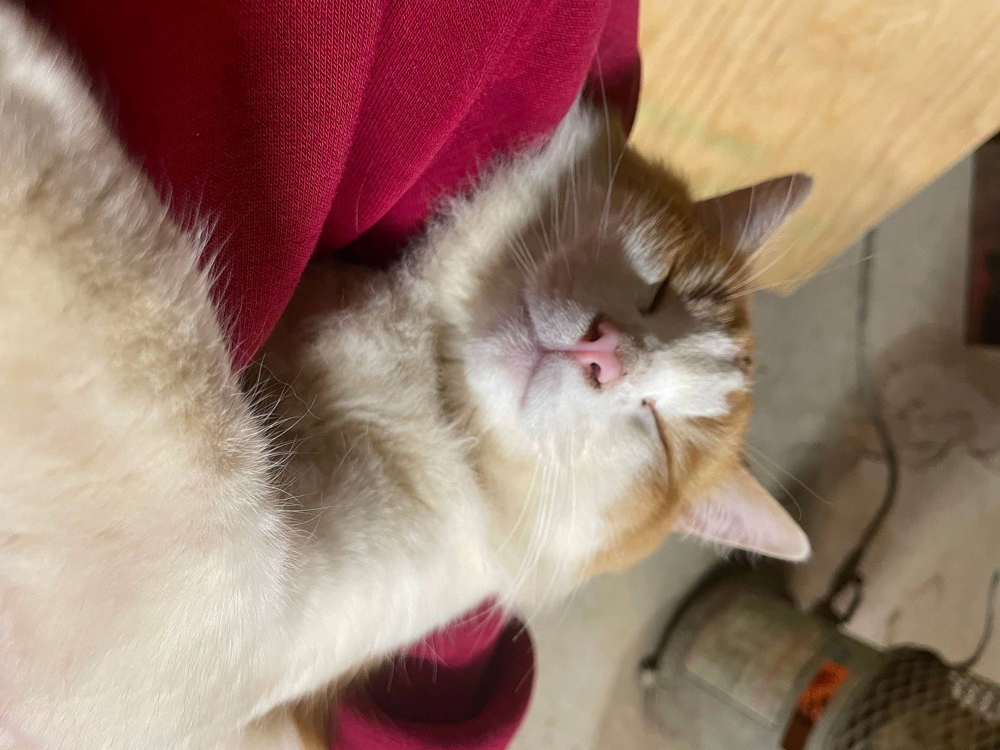 Chip is registered to the contest to win money with this photo: carnivore, cat, cat_supply, claw, collar, comfort, domestic_short_haired_cat, fang, fawn, felidae, fur, paw, small_to_medium_sized_cats, snout, tail, whiskers