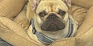 Panchito is registered to the contest to win money with this photo: dog, french_bulldog, pet, bed, dog_bed, beige, blanket, indoor, animal, canine, cute, portrait, fur, resting, ears, face, looking, cozy, comfortable, domestic