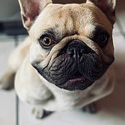 Panchito is registered to the contest to win money with this photo: french_bulldog, dog, pet, close_up, animal, cute, ears, wrinkles, floor, indoor, portrait, canine, looking_up, brown_eyes, snout, adorable, sitting, companion, mammal, domestic_animal