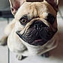 french_bulldog, dog, pet, close_up, animal, cute, ears, wrinkles, floor, indoor, portrait, canine, looking_up, brown_eyes, snout, adorable, sitting, companion, mammal, domestic_animal