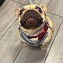 dog, french_bulldog, pet, puppy, harness, bow_tie, floor, looking_up, indoor, cute, small_dog, animal, canine, companion, adorable, brown, short_hair, ears, snout, sitting