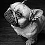 dog, french_bulldog, pet, animal, portrait, black_and_white, close_up, wrinkled_face, ears, looking_up, floor, indoor, cute, mammal, companion, canine, nostrils, snout, expression, fur