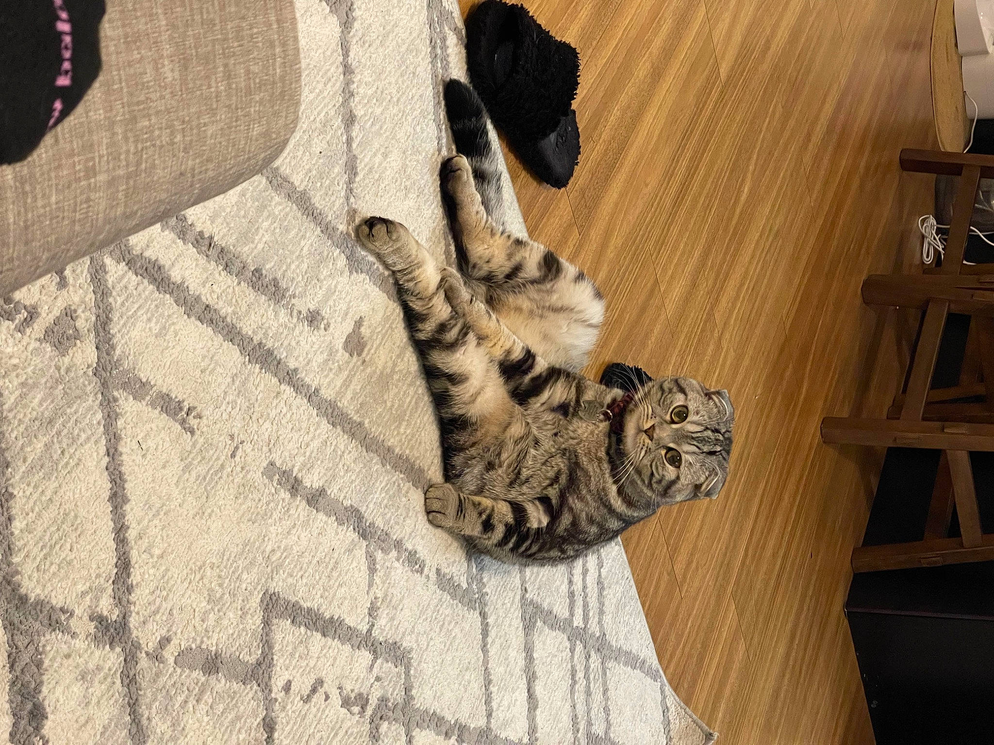 Fred joined the competition — help win amazing prizes! cat, claw, domestic_short_haired_cat, felidae, floor, flooring, fur, grey, hardwood, military_camouflage, pattern, paw, room, shadow, small_to_medium_sized_cats, sporting_group, tail, whiskers, wood, wood_flooring