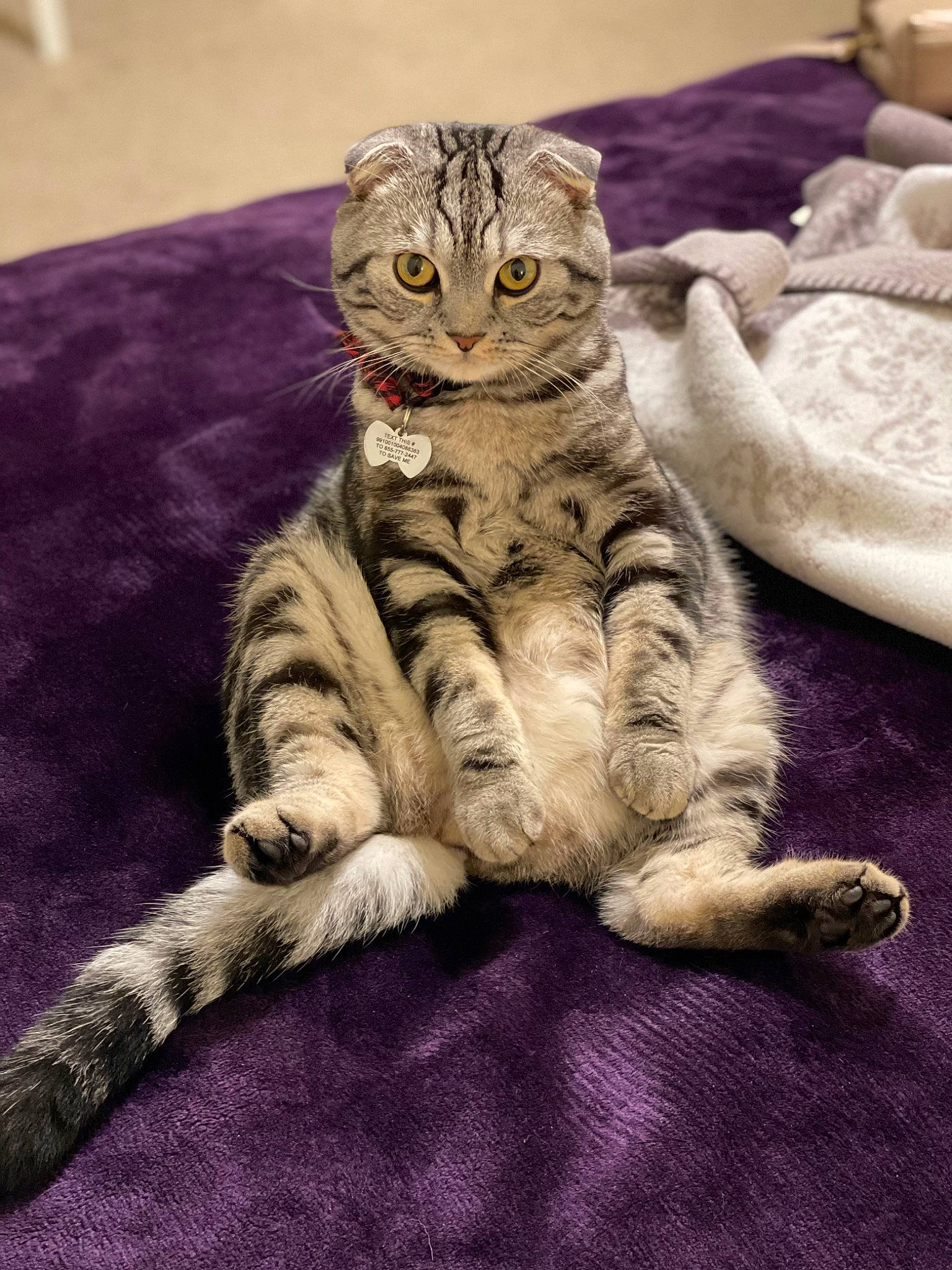 Fred is registered to the contest to win money with this photo: bed, bedding, carnivore, cat, claw, comfort, couch, domestic_short_haired_cat, felidae, fur, linens, paw, sitting, small_to_medium_sized_cats, snout, tail, whiskers, wildlife