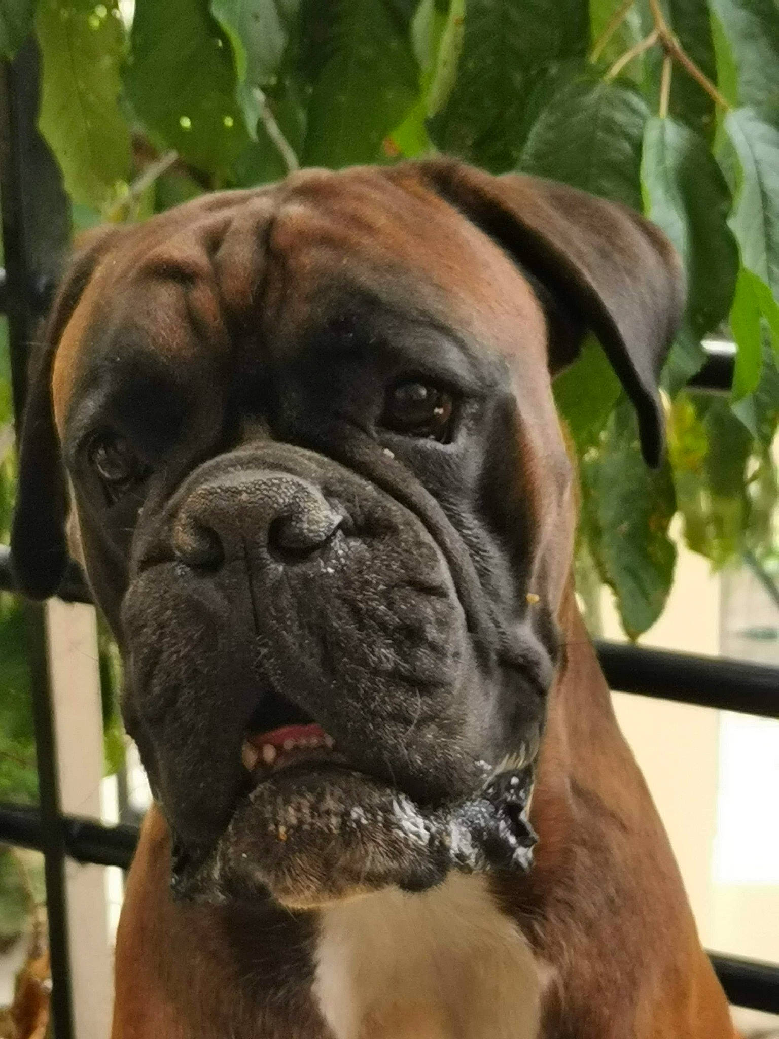 Midnight participe au concours pour gagner de l'argent avec cette photo : bulldog, canidae, carnivore, collar, companion_dog, dog, dog_breed, dog_collar, fawn, guard_dog, liver, mammal, non_sporting_group, old_english_bulldog, pet_supply, skin, snout, whiskers, working_animal, wrinkle