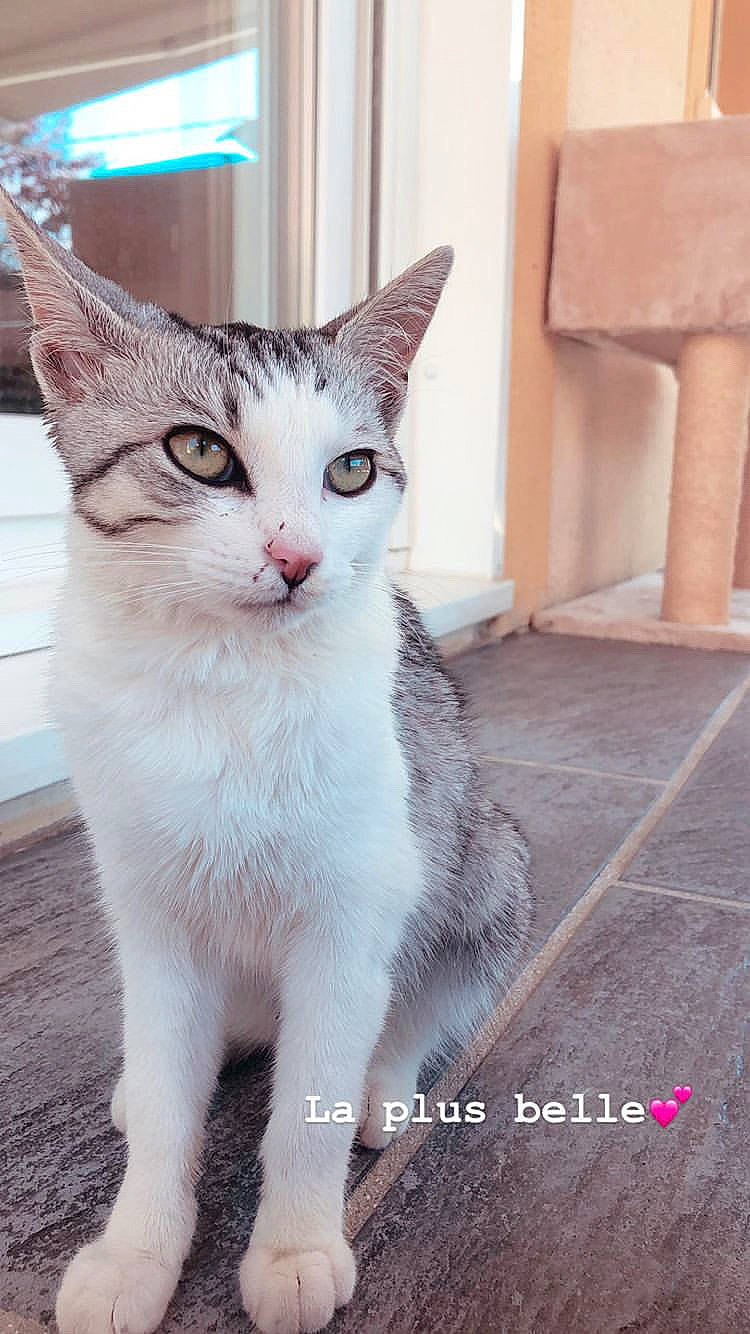 Netflix a rejoint le concours — aidez-le/la à gagner de superbes lots ! aegean_cat, american_wirehair, arabian_mau, asian, carnivore, cat, domestic_short_haired_cat, european_shorthair, felidae, kitten, mammal, photo_caption, small_to_medium_sized_cats, tabby_cat, turkish_angora, vertebrate, whiskers