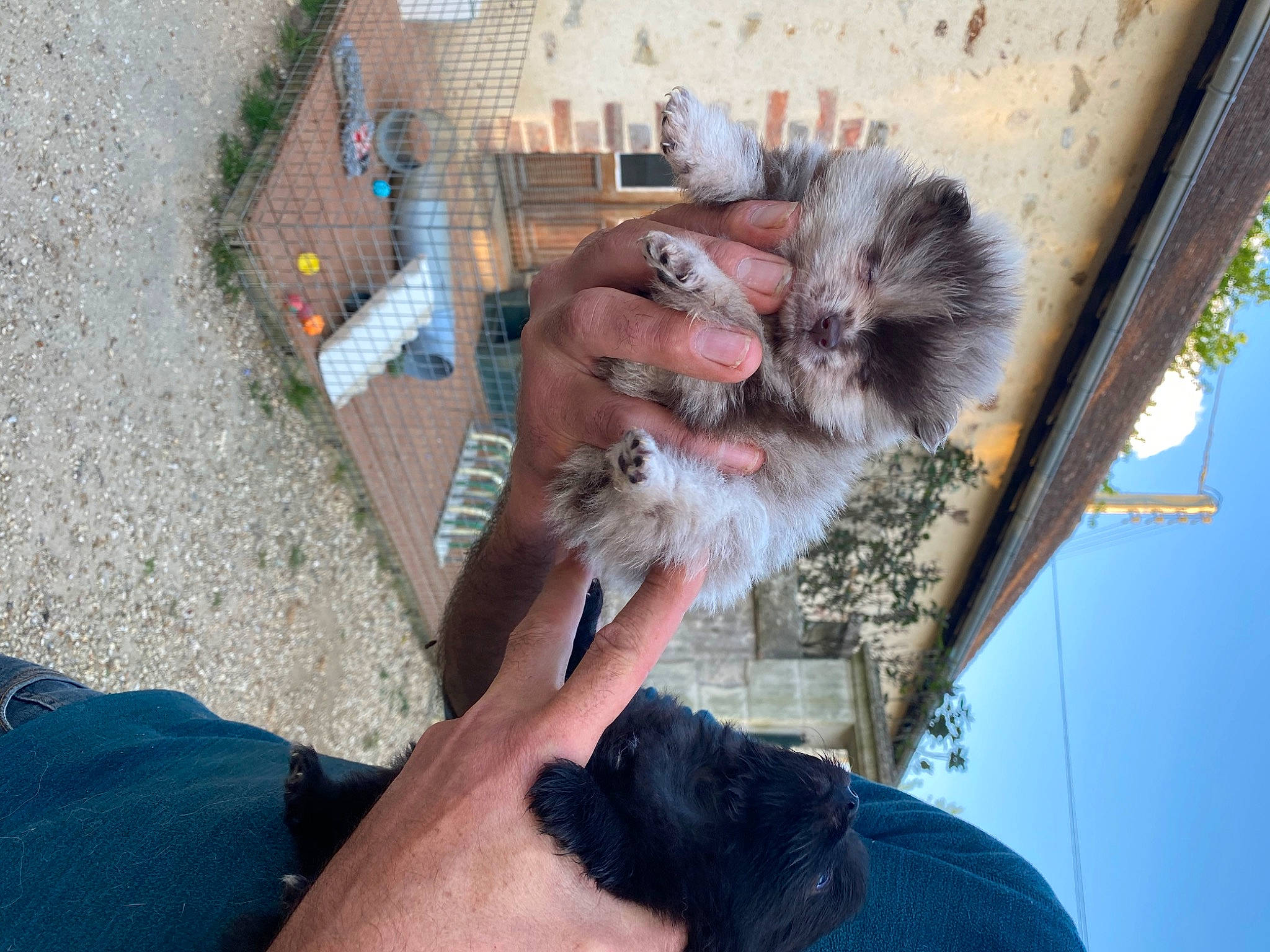 Río participe au concours pour gagner de l'argent avec cette photo : canidae, carnivore, dog_breed