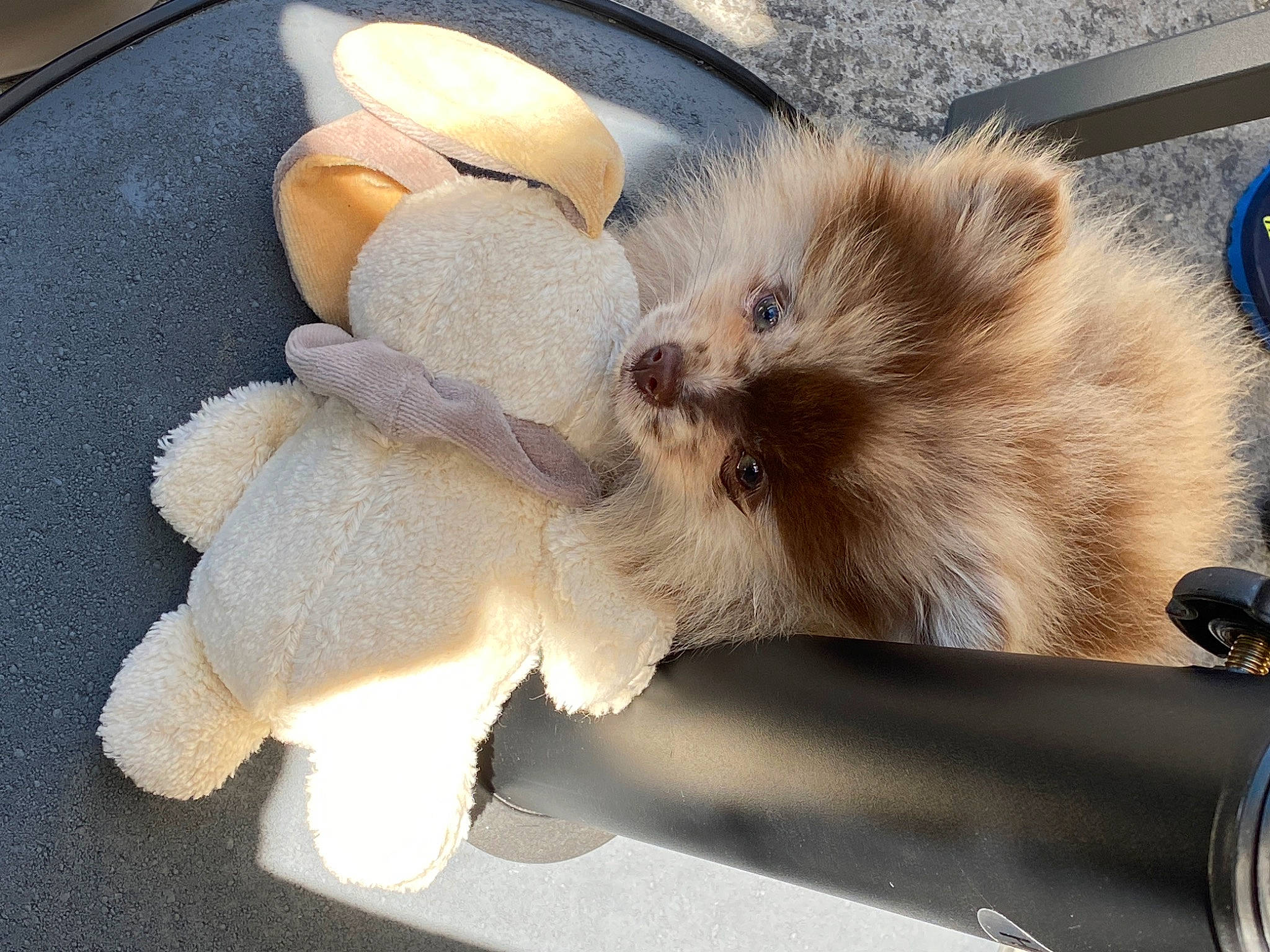 Río participe au concours pour gagner de l'argent avec cette photo : canidae, carnivore, cat, companion_dog, ear, fawn, felidae, fur, kitten, paw, persian, puppy, ragdoll, small_to_medium_sized_cats, tail, whiskers