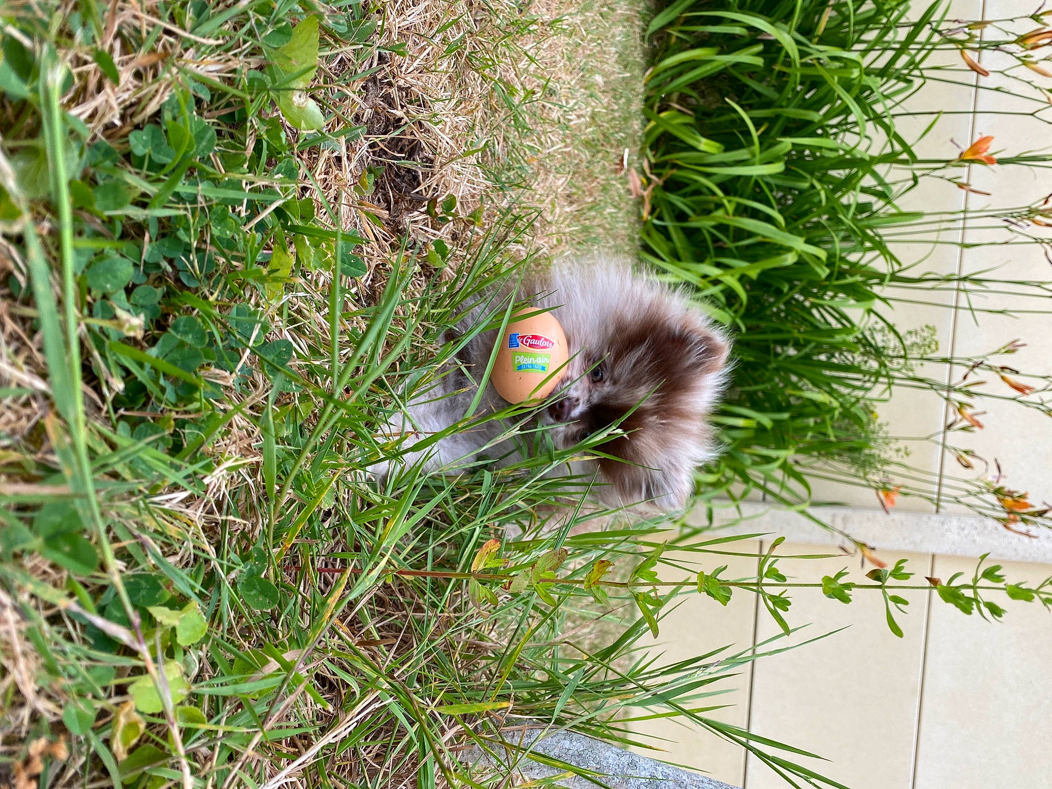 Río a rejoint le concours — aidez-le/la à gagner de superbes lots ! carnivore, fur, grass, grass_family, plant, tail