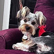 Sadie joined the competition — help win amazing prizes! dog, small_dog, pet, indoor, purple_chair, fur, ears, red_bow, tag, relaxing, cute, companion, animal, close_up, home, furniture, portrait, looking, cozy, domestic