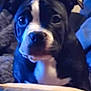 Harley is registered to the contest to win money with this photo: blue, bored, boston_terrier, carnivore, companion_dog, dog, dog_breed, electric_blue, fawn, house, molosser, non_sporting_group, puppy_love, snout, sporting_group, toy_dog, whiskers, working_animal