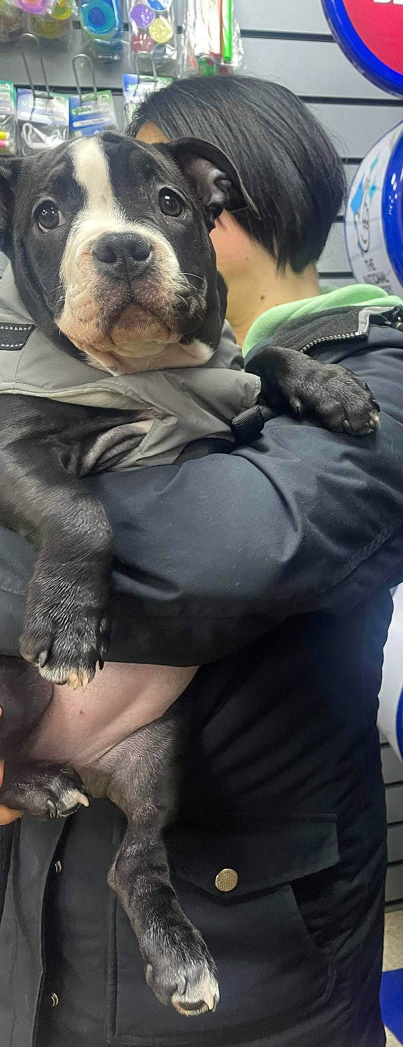 Harley is registered to the contest to win money with this photo: bag, boston_terrier, bulldog, canidae, carnivore, companion_dog, dog, dog_breed, fawn, fur, guard_dog, hug, human_leg, luggage_and_bags, molosser, sitting, snout, sporting_group, thigh, toy_dog