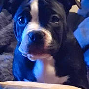 Harley joined the competition — help win amazing prizes! blue, bored, boston_terrier, carnivore, companion_dog, dog, dog_breed, electric_blue, fawn, house, molosser, non_sporting_group, puppy_love, snout, sporting_group, toy_dog, whiskers, working_animal