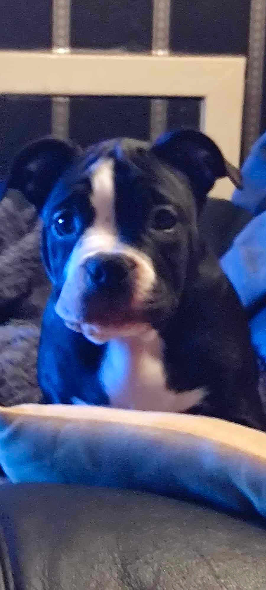 Harley