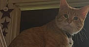 Monkey joined the competition — help win amazing prizes! animal, cat, collar, curious, cute, dark_background, decoration, feline, furniture, house, indoor, ledg, orange_tabby, perched, pet, portrait, sitting, stars, whiskers, window