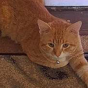 Monkey is registered to the contest to win money with this photo: animal, bell, carpet, cat, closeup, collar, cute, domestic_cat, ears, feline, floor, fur, home, indoor, lying_down, mammal, orange_tabby, pet, resting, whiskers
