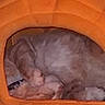 Monkey is registered to the contest to win money with this photo: cat, pet_bed, orange, sleeping, cozy, furry, indoor, animal, resting, blurred, feline, soft, curled_up, home, cute, quiet, warm, paws, relaxing, hidden