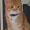 Monkey is registered to the contest to win money with this photo: alert, animal, bell, cat, close_up, collar, cute, domestic_cat, ears, face, feline, fur, indoor, mammal, orange_tabby, pet, pet_accessory, portrait, sitting, whiskers