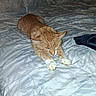 Monkey is registered to the contest to win money with this photo: cat, orange_tabby, sleeping, stretching, bed, bedspread, white, patterned, indoor, pet, feline, animal, cute, relaxing, paws, fur, whiskers, cozy, resting, domestic