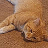 Monkey joined the competition — help win amazing prizes! animal, bell, carpet, cat, closeup, collar, cute, domestic_animal, feline, fur, indoor, lying_down, mammal, orange_tabby, paw, pet, relaxed, resting, sleepy, whiskers