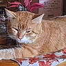 Monkey joined the competition — help win amazing prizes! autumn_leaf_pattern, cat, cloth, cozy, domestic_cat, ears, feline, flower, fur, household, indoor, jar, orange_tabby, pet, pink_flower, relaxed, stretching, table, whiskers, wooden_table