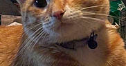Monkey joined the competition — help win amazing prizes! cat, orange_tabby, close_up, collar, pet, indoor, table, hand, sprite_can, feline, whiskers, curious, domestic_animal, fur, cute, relaxed, animal, portrait, young_cat, household