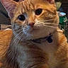 cat, orange_tabby, close_up, collar, pet, indoor, table, hand, sprite_can, feline, whiskers, curious, domestic_animal, fur, cute, relaxed, animal, portrait, young_cat, household