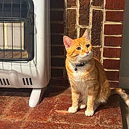 Monkey is registered to the contest to win money with this photo: cat, orange_tabby, collar, brick_wall, brick_floor, heater, indoor, pet, animal, feline, sitting, curious, sunlight, warm_light, cozy, fur, domestic, cute, attentive, resting