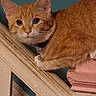 Monkey is registered to the contest to win money with this photo: alert, animal, bell, cat, closeup, collar, curious, domestic_cat, ears, face, feline, fur, house, indoor, orange_tabby, paw, pet, railing, staircase, whiskers