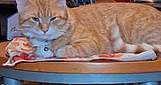 Monkey is registered to the contest to win money with this photo: animal, bell_collar, cat, cloth, curled_up, decor, domestic, flower_arrangement, furniture, home, indoor, living_room, orange_cat, orange_tabby, pet, relaxing, resting, table, tabletop, television