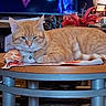 cat, orange_tabby, table, indoor, television, furniture, cloth, decor, flower_arrangement, pet, animal, living_room, relaxing, home, domestic, resting, orange_cat, tabletop, bell_collar, curled_up