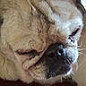 April joined the competition — help win amazing prizes! animal, calm, close_up, cute, dog, face, fur, indoors, light, muzzle, nose, pet, portrait, relaxed, resting, sleeping, snout, texture, whiskers, wrinkles