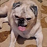 April is registered to the contest to win money with this photo: animal, beige, brown, canine, carpet, closeup, cute, dog, domestic, ears, face, fur, indoor, lying_down, mammal, paw, pet, pug, resting, tongue_out