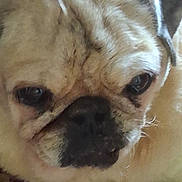 April joined the competition — help win amazing prizes! animal, animal_face, canine, close_up, closeup, cute, dog, domestic_animal, expression, eyes, face, fur, head, indoors, muzzle, nose, pet, portrait, pug, wrinkles