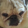 animal, animal_face, canine, close_up, closeup, cute, dog, domestic_animal, expression, eyes, face, fur, head, indoors, muzzle, nose, pet, portrait, pug, wrinkles