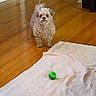 Hazel is registered to the contest to win money with this photo: dog, small_dog, curly_fur, white_fur, pet, animal, standing, indoors, hardwood_floor, wood_floor, blanket, tennis_ball, green_ball, home, room, doorway, furniture, portrait, fluffy, alert