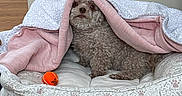 Hazel is registered to the contest to win money with this photo: dog, pet, curly_fur, small_dog, blanket, pink_blanket, dog_bed, paw_prints, orange_ball, toy, indoor, home, wood_floor, cozy, sleeping, sitting, portrait, animal, cute, cuddly