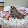 dog, pet, curly_fur, small_dog, blanket, pink_blanket, dog_bed, paw_prints, orange_ball, toy, indoor, home, wood_floor, cozy, sleeping, sitting, portrait, animal, cute, cuddly