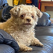 Hazel joined the competition — help win amazing prizes! dog, small_dog, curly_fur, cream_fur, fluffy, brown_eyes, black_nose, sitting, lying_down, portrait, pet, indoor, living_room, leather_sofa, couch, furniture, home, clothing, adorable, photography