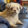 dog, small_dog, curly_fur, cream_fur, fluffy, brown_eyes, black_nose, sitting, lying_down, portrait, pet, indoor, living_room, leather_sofa, couch, furniture, home, clothing, adorable, photography