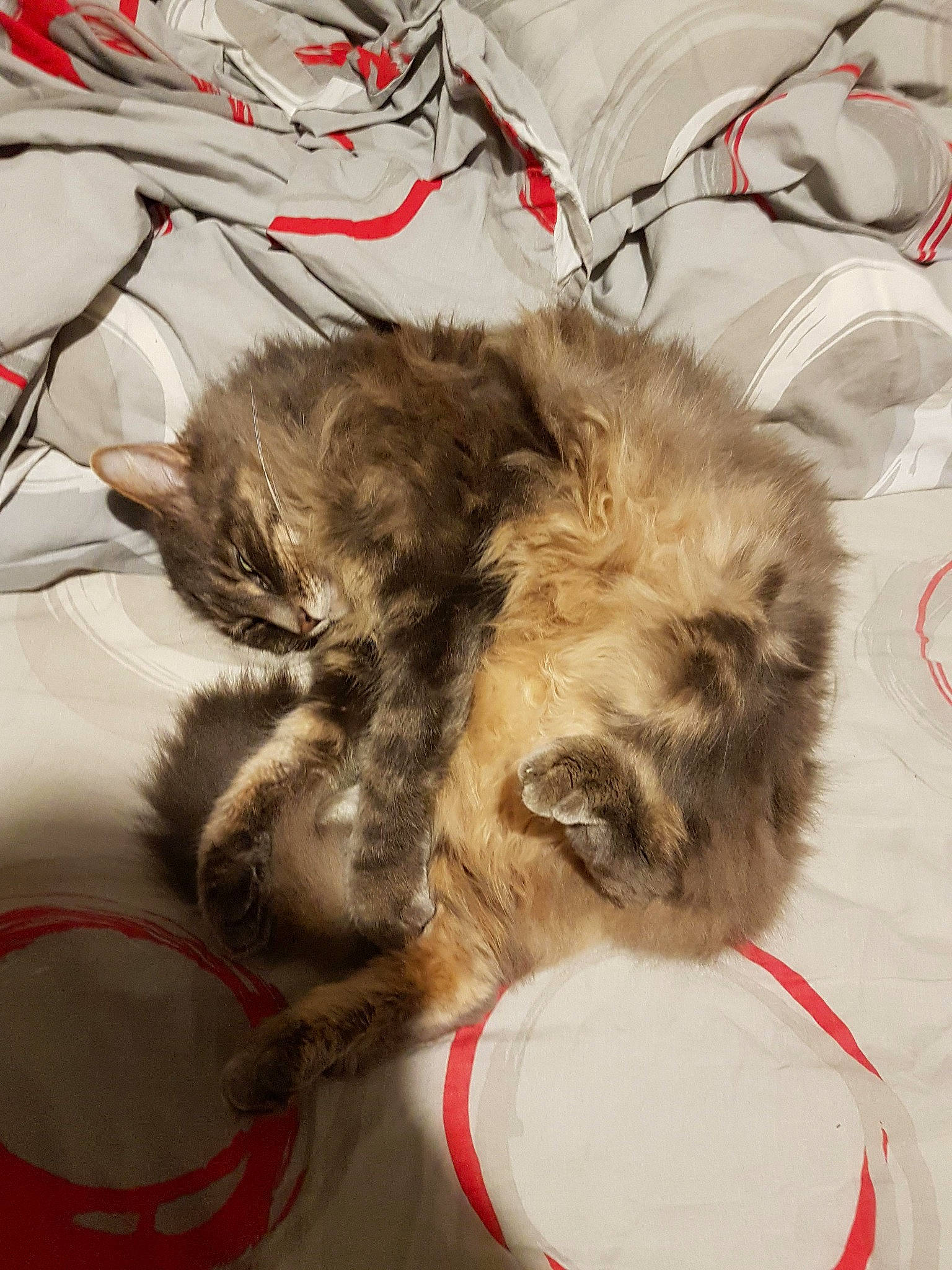 Sterenn participe au concours pour gagner de l'argent avec cette photo : art, carnivore, cat, claw, companion_dog, dog, dog_breed, dog_supply, fawn, felidae, fur, paw, pet_supply, small_to_medium_sized_cats, snout, tail, twig, whiskers, white, working_animal