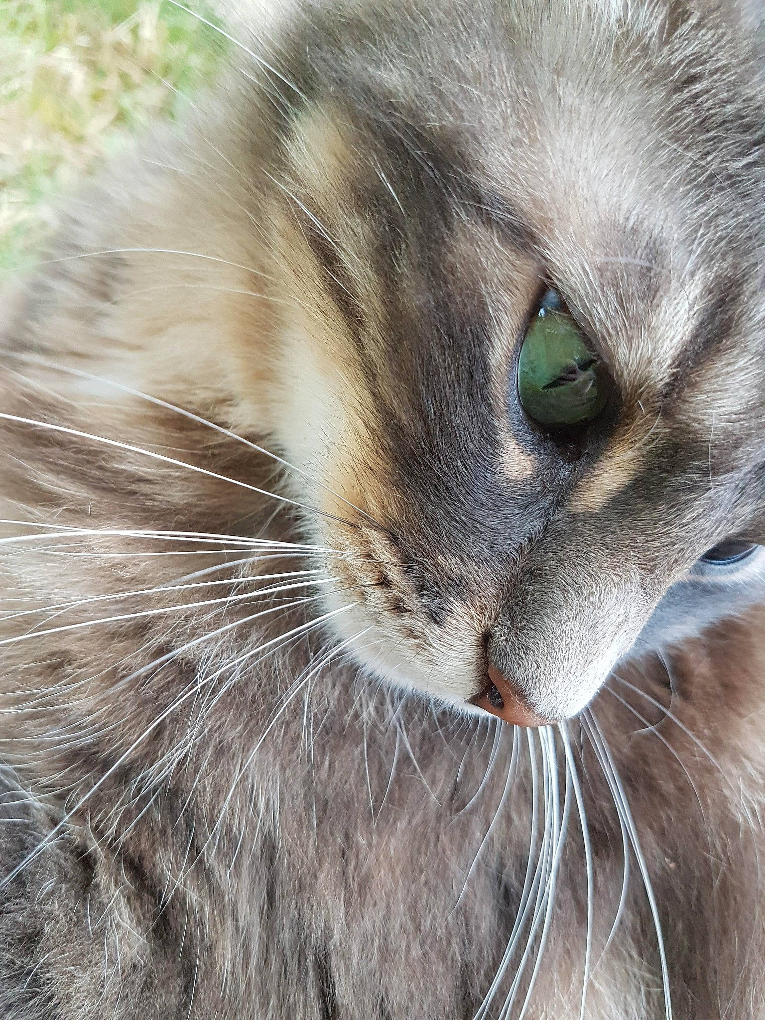 Sterenn a rejoint le concours — aidez-le/la à gagner de superbes lots ! balinese, carnivore, cat, chartreux, close_up, domestic_short_haired_cat, fawn, felidae, fur, grass, mammal, paw, plant, small_to_medium_sized_cats, snout, tail, terrestrial_animal, vertebrate, whiskers