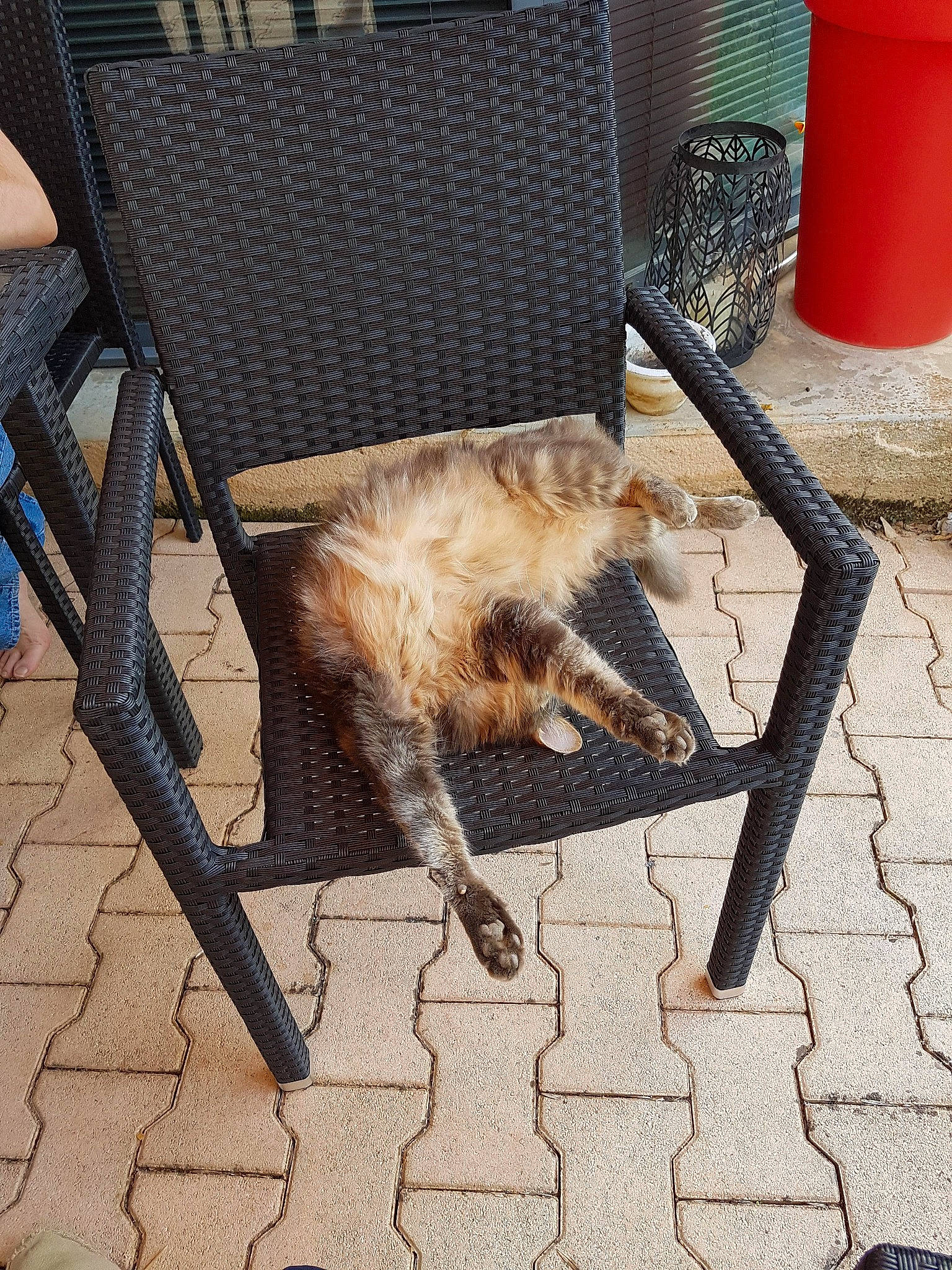 Sterenn participe au concours pour gagner de l'argent avec cette photo : brick, brickwork, carnivore, chair, claw, companion_dog, dog_breed, fawn, felidae, flagstone, flooring, fur, paw, road_surface, small_to_medium_sized_cats, snout, tail, terrestrial_animal, whiskers, wood